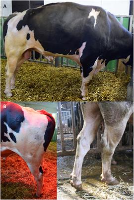 Frameshift Variant in Novel Adenosine-A1-Receptor Homolog Associated With Bovine Spastic Syndrome/Late-Onset Bovine Spastic Paresis in Holstein Sires